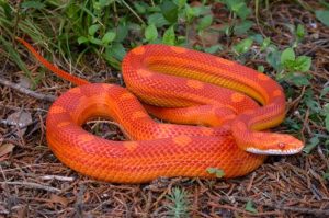 10 Varieties of Garter Snakes Morphologies and Colors