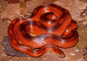 10 Varieties of Garter Snakes Morphologies and Colors