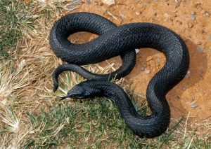 10 Varieties of Garter Snakes Morphologies and Colors