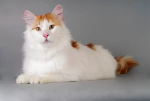 13 Rare Cat Breeds Make Great Pets