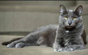 13 Rare Cat Breeds Make Great Pets