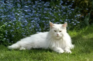 13 Rare Cat Breeds Make Great Pets