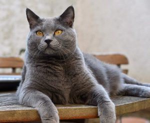 13 Rare Cat Breeds Make Great Pets