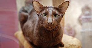 13 Rare Cat Breeds Make Great Pets