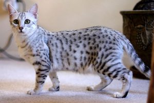 13 Rare Cat Breeds Make Great Pets