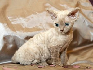 13 Rare Cat Breeds Make Great Pets