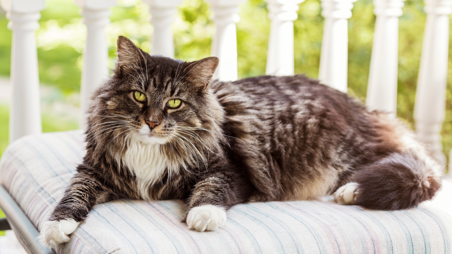 13 Rare Cat Breeds Make Great Pets