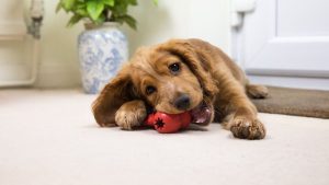 4 Behaviors To Watch For In A New Puppy