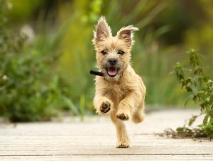 4 Behaviors To Watch For In A New Puppy