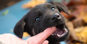 4 Behaviors To Watch For In A New Puppy