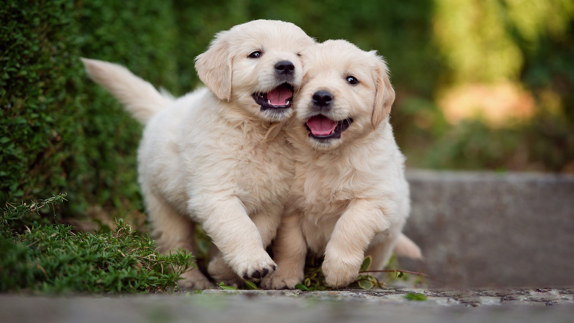 4 Behaviors To Watch For In A New Puppy