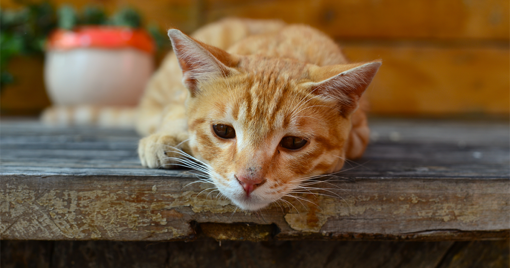 Cat Colitis: Causes, Symptoms, and Treatment Options