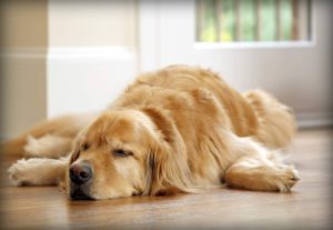 Everything You Need to Know About Dog Arthritis