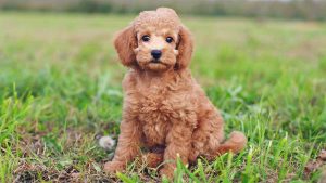 Guide to the Three Poodle Breeds: Toy, Miniature, and Standard