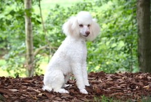 Guide to the Three Poodle Breeds: Toy, Miniature, and Standard