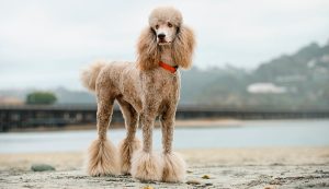 Guide to the Three Poodle Breeds: Toy, Miniature, and Standard