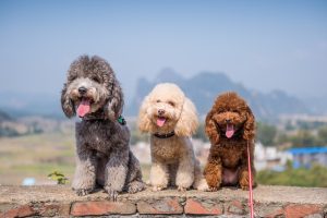 Guide to the Three Poodle Breeds: Toy, Miniature, and Standard