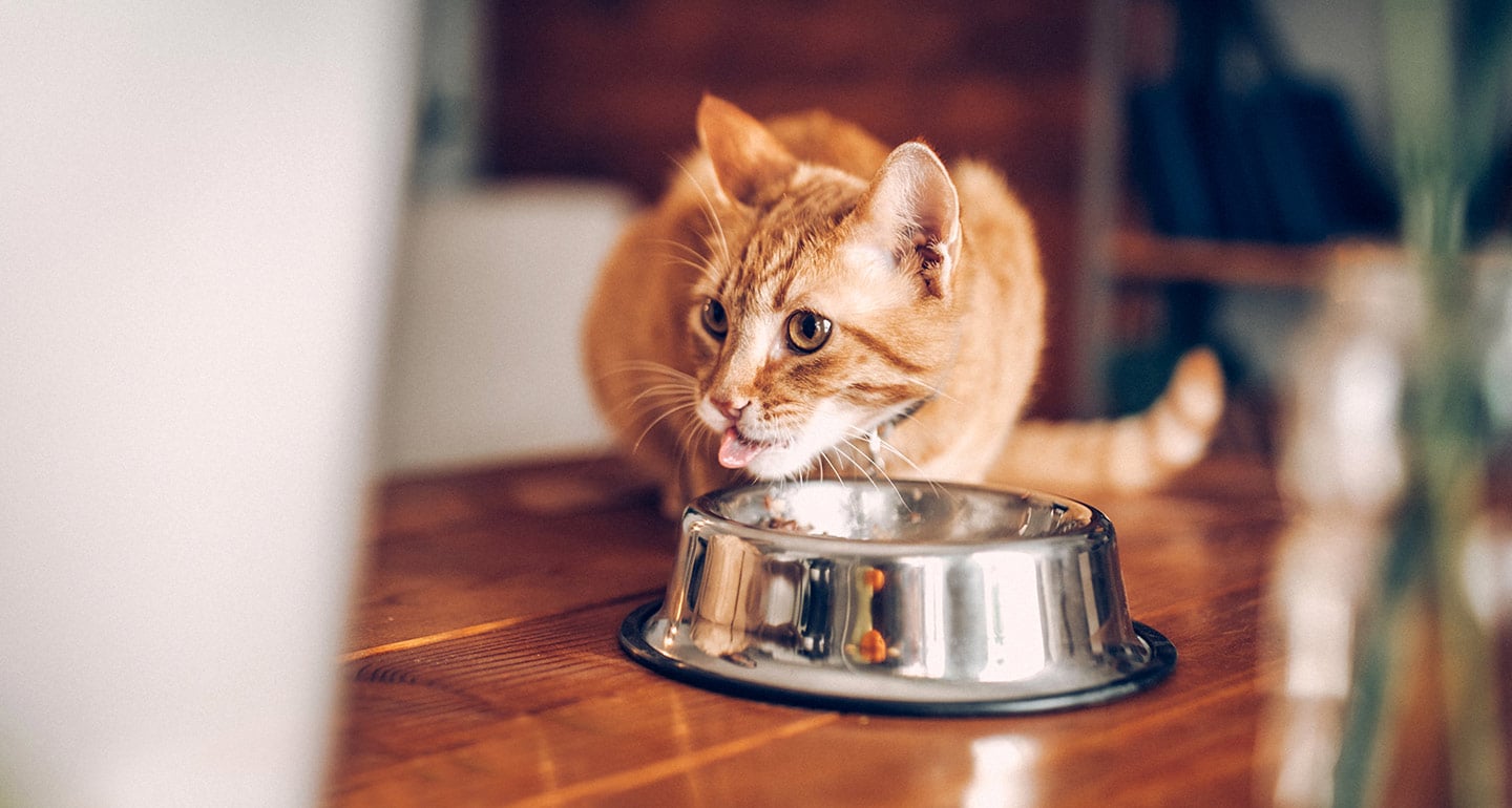 Health Problems Caused by Cat Food