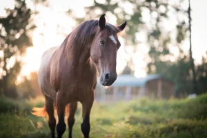 How to Care for a Rescue Horse Correctly