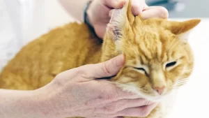 How to Clean Your Cat's Gunky Ears