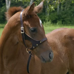 How to Train a Novice Horse