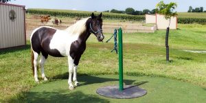 How to Train a Novice Horse