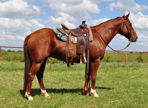 How to Train a Novice Horse
