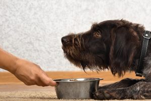 Identifying Your Dog's Food Allergies and Sensitivities