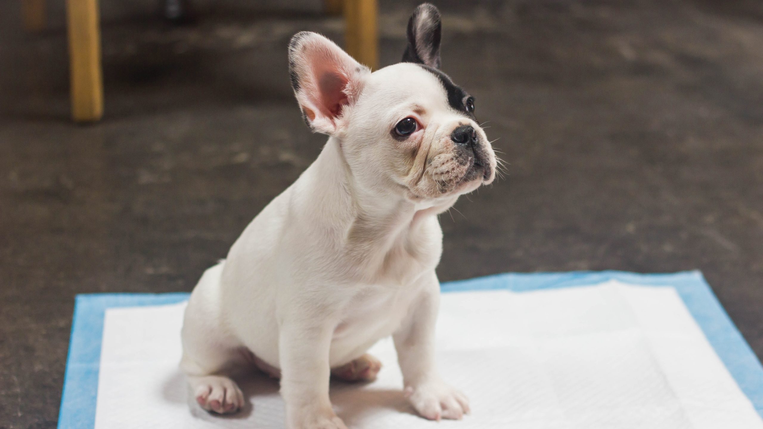 If You Work All Day, Here's How to Potty Train Your Puppy