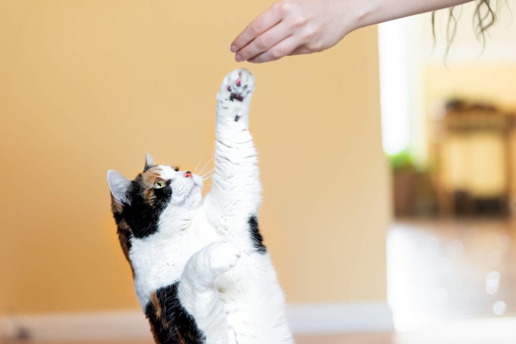 Teaching Your Cat Sign Language Is Easy!