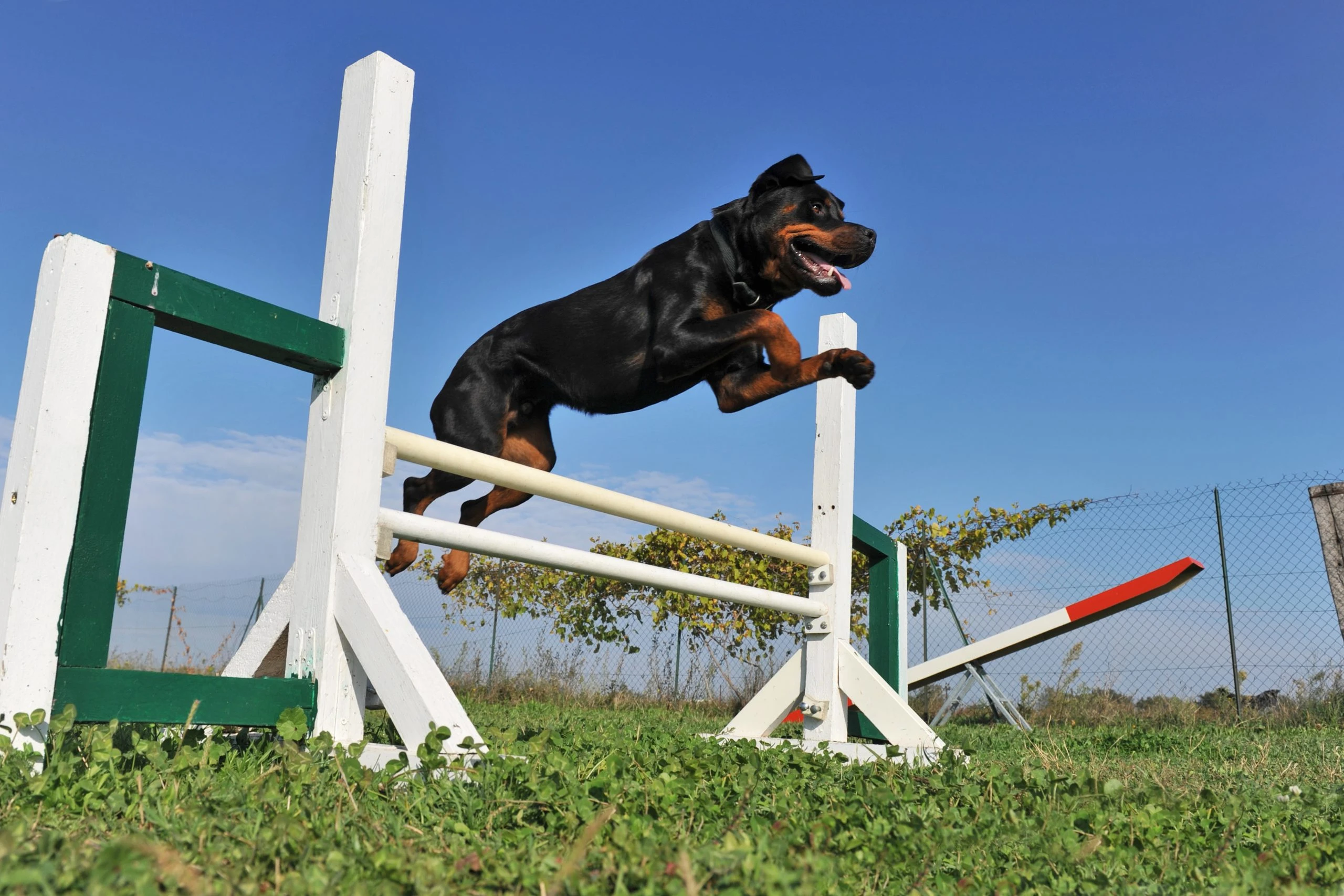 The Advantages of Dog Agility Training and How to Get Started