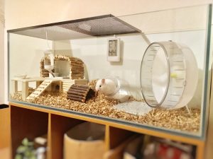 The Basics of Hamster Ownership
