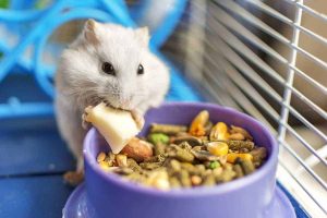 The Basics of Hamster Ownership