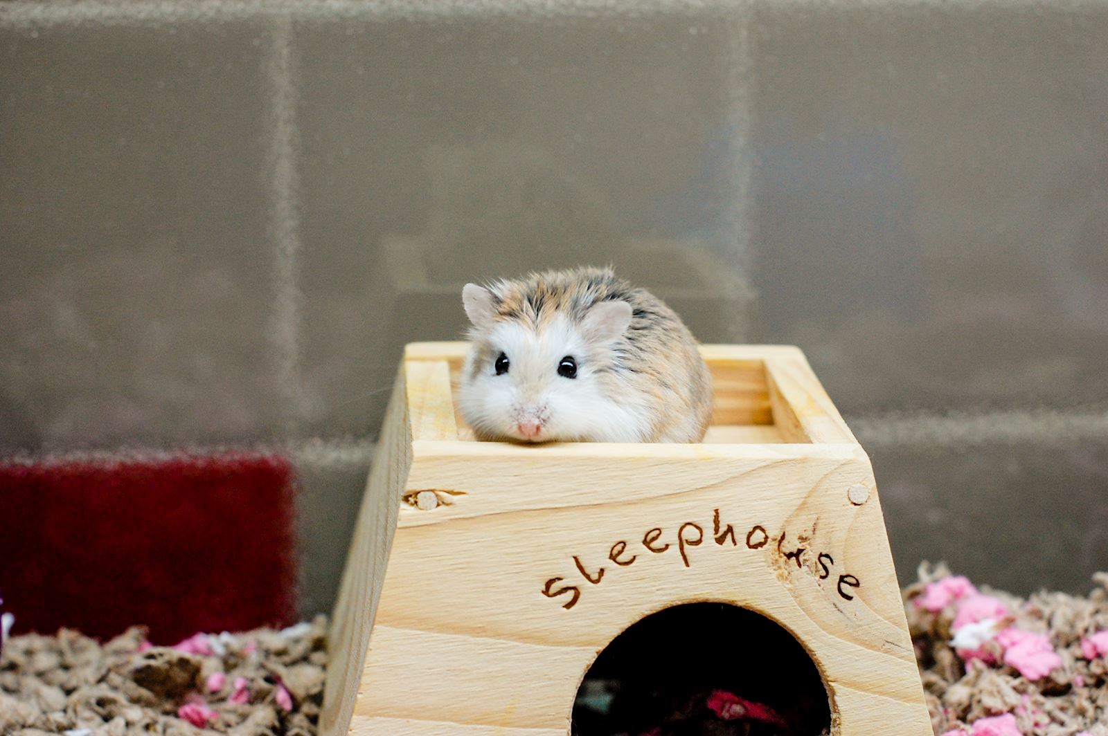 The Basics of Hamster Ownership