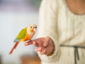 The Fundamentals of Bird Ownership