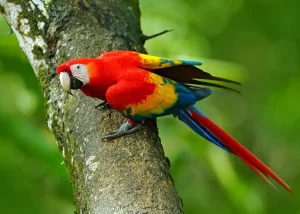 The World's 10 Most Colorful Birds