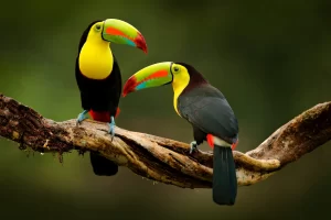 The World's 10 Most Colorful Birds