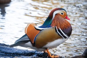 The World's 10 Most Colorful Birds