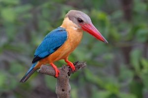 The World's 10 Most Colorful Birds