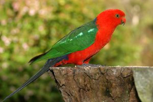 The World's 10 Most Colorful Birds