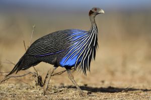 The World's 10 Most Colorful Birds