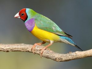 The World's 10 Most Colorful Birds