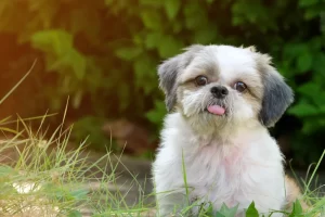 Top 8 Calm & Non-Shedding Dog Breeds