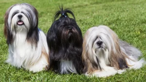 Top 8 Calm & Non-Shedding Dog Breeds