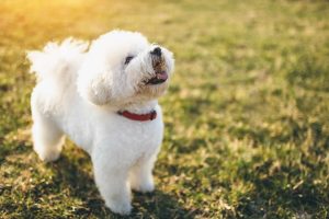 Top 8 Calm & Non-Shedding Dog Breeds