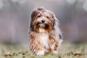 Top 8 Calm & Non-Shedding Dog Breeds