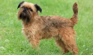 Top 8 Calm & Non-Shedding Dog Breeds