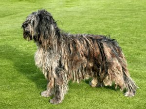 Top 8 Calm & Non-Shedding Dog Breeds