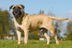 Top 8 Calm & Non-Shedding Dog Breeds