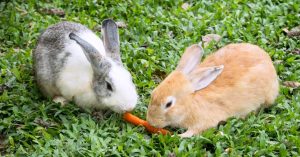 What Foods Do Rabbits Eat?